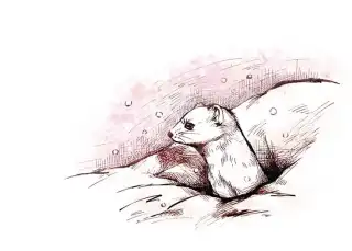 哺乳动物鼬pixiv插画图片