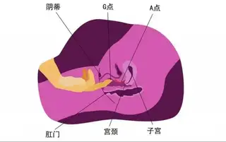 从内部没高潮过？G点怎么找？也许你需要一张G点结构图